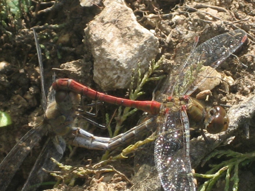 identificazione: femmina di Sympetrum striolatum